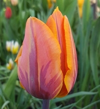 Tulipan Princess Irene 8 løg